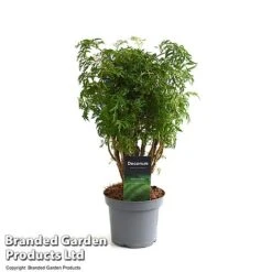 Polyscias Fruticosa 'Ming' 13 Polyscias Fruticosa 'Ming' -Garden Plants Shop POLY MING12CM T49493