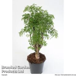 Polyscias Fruticosa 'Ming' 12 Polyscias Fruticosa 'Ming' -Garden Plants Shop POLY MING12CM W48357