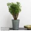 Polyscias Fruticosa 'Ming' 2 Polyscias Fruticosa 'Ming' -Garden Plants Shop POLY MING T49494