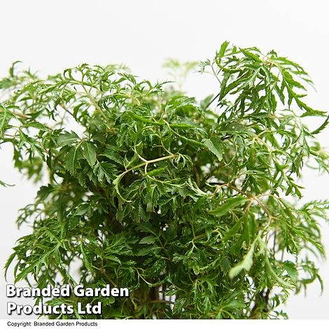 Polyscias Fruticosa 'Ming' 4 Polyscias Fruticosa 'Ming' - Image 2