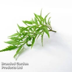 Polyscias Fruticosa 'Ming' 11 Polyscias Fruticosa 'Ming' -Garden Plants Shop POLY MING W48358