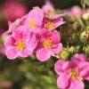 Potentilla Fruticosa 'Pink Paradise' -Garden Plants Shop POTE T58122 A h