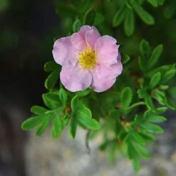 Potentilla Fruticosa 'Pink Paradise' -Garden Plants Shop POTE T58122 C