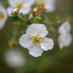 Potentilla Fruticosa 'Abbotswood' -Garden Plants Shop POTE T58484 C