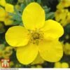 Potentilla Fruticosa 'Goldfinger' 2 Potentilla Fruticosa 'Goldfinger' -Garden Plants Shop POTE T66402 A