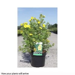 Potentilla Fruticosa 'Goldfinger' -Garden Plants Shop POTE T66402 B h