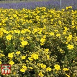Potentilla Fruticosa 'Goldfinger' -Garden Plants Shop POTE T66402 D