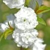 Prunus Glandulosa 'Alba Plena' -Garden Plants Shop PRUN T58488 A h