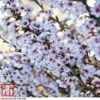 Prunus Incisa 'Kojo-No-Mai' -Garden Plants Shop PRUN T66411 B