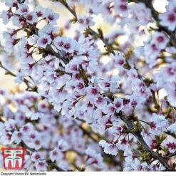 Prunus Incisa 'Kojo-No-Mai'