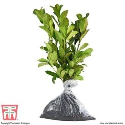 Prunus Laurocerasus 'Otto Luyken' -Garden Plants Shop PRUN T66414 C