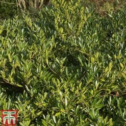 Prunus Laurocerasus 'Otto Luyken' -Garden Plants Shop PRUN T66414 D