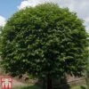 Prunus Lusitanica 1 Prunus Lusitanica -Garden Plants Shop PRUN T66415T A