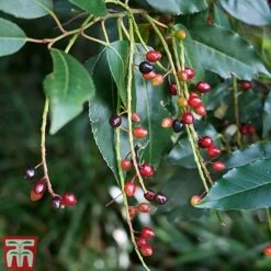 Prunus Lusitanica 9 Prunus Lusitanica -Garden Plants Shop PRUN T66415T C