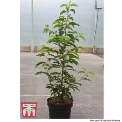 Prunus Lusitanica 10 Prunus Lusitanica -Garden Plants Shop PRUN T66415T D