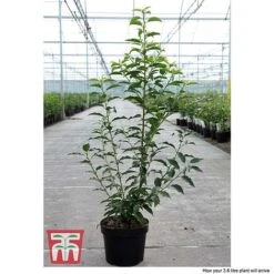 Prunus Lusitanica 'Angustifolia' -Garden Plants Shop PRUN T66416 C1