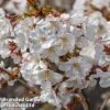 Prunus Incisa 'Mikinori' -Garden Plants Shop PRUN MIKINORI KC0654