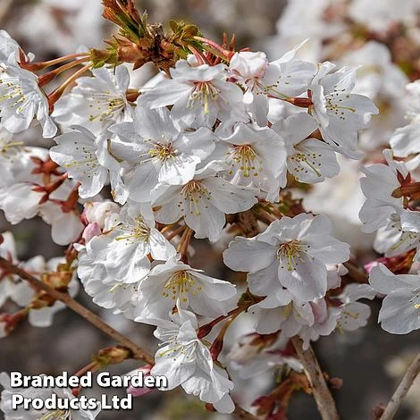 Prunus Incisa 'Mikinori' 3 Prunus Incisa 'Mikinori'