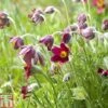 Pulsatilla Rubra -Garden Plants Shop PULS T82119 A