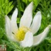 Pulsatilla Vulgaris 'Alba' -Garden Plants Shop PULS T82121 A1