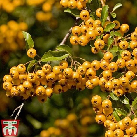 Pyracantha 'Soleil D'Or' 4 Pyracantha 'Soleil D'Or' - Image 2