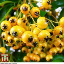 Pyracantha 'Soleil D'Or' 7 Pyracantha 'Soleil D'Or' -Garden Plants Shop PYRA T58007 C