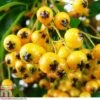 Pyracantha 'Golden Charmer' 2 Pyracantha 'Golden Charmer' -Garden Plants Shop PYRA T80320 A