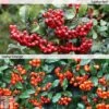 Pyracantha Collection -Garden Plants Shop PYRA T82787P A