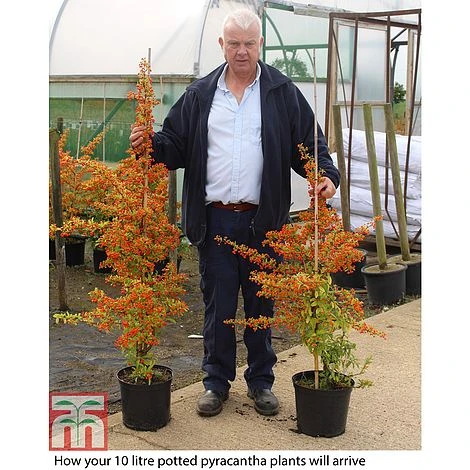 Pyracantha Collection 4 Pyracantha Collection - Image 2
