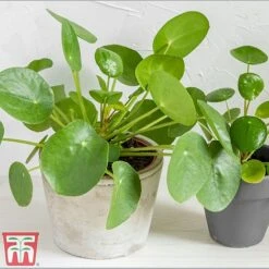 Chinese Money Plant 11 Chinese Money Plant -Garden Plants Shop Pil