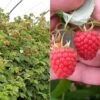 Raspberry 'Glen Fyne' (Summer Fruiting) -Garden Plants Shop RASP CWW3574 A h