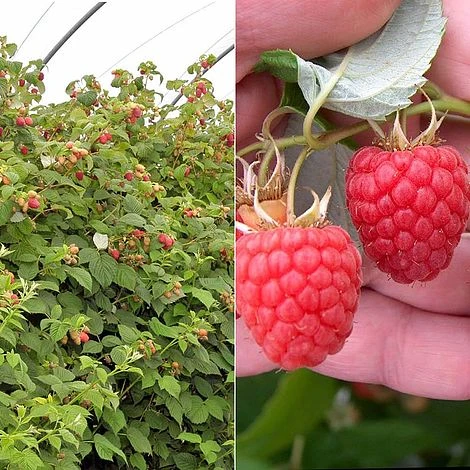 Raspberry 'Glen Fyne' (Summer Fruiting) 3 Raspberry 'Glen Fyne' (Summer Fruiting)