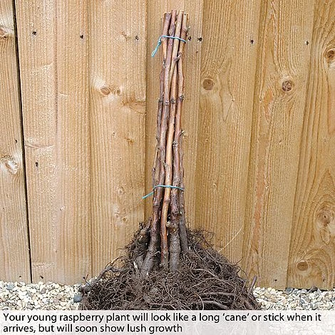 Raspberry 'Glen Fyne' (Summer Fruiting) 4 Raspberry 'Glen Fyne' (Summer Fruiting) - Image 2