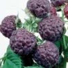 Raspberry 'Glen Coe' (Summer Fruiting) 1 Raspberry 'Glen Coe' (Summer Fruiting) -Garden Plants Shop RASP T14153 A h