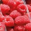 Raspberry 'Sugana' 1 Raspberry 'Sugana' -Garden Plants Shop RASP T65353P A h