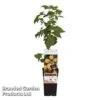 Raspberry 'Fallgold' (Autumn Fruiting) -Garden Plants Shop RASP FALLGOLD S48990