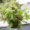 Raspberry 'Little Red Princess' -Garden Plants Shop RASP LITREDPRI S26304