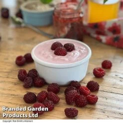 Rubus 'Hararasp' (Raspberry Tree) -Garden Plants Shop RASP TREERASPB H43103