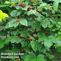 Rubus 'Hararasp' (Raspberry Tree) -Garden Plants Shop RASP TREERASPB H43989