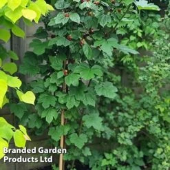 Rubus 'Hararasp' (Raspberry Tree) -Garden Plants Shop RASP TREERASPB H43993