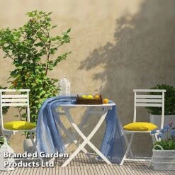 Rubus 'Hararasp' (Raspberry Tree) -Garden Plants Shop RASP TREERASPB H44901