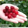 Rubus 'Hararasp' (Raspberry Tree) 2 Rubus 'Hararasp' (Raspberry Tree) -Garden Plants Shop RASP TREE T41043