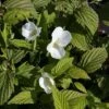 Rhodotypos Scandens 1 Rhodotypos Scandens -Garden Plants Shop RHOD T63565 A h