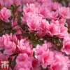 Rhododendron 'Madame AD. Van Hecke' (Azalea Group) 1 Rhododendron 'Madame AD. Van Hecke' (Azalea Group) -Garden Plants Shop RHOD T66424 B2