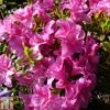 Rhododendron 'Flower Arranger' (Hyde) (Azalea Group) -Garden Plants Shop RHOD TKA1274 A