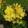 Rhododendron 'Golden Sunset' (Azalea Group) -Garden Plants Shop RHOD TKA1296 A