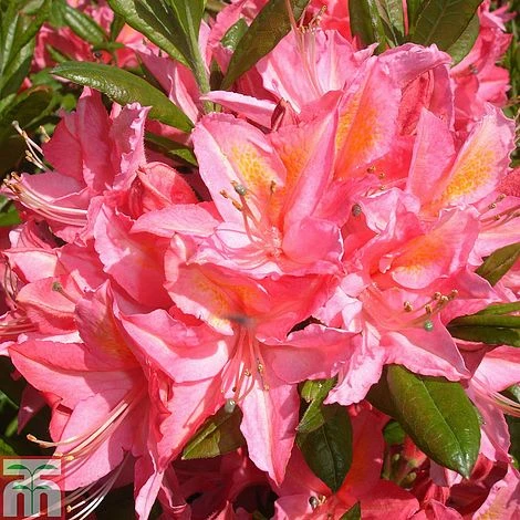 Rhododendron 'Jolie Madame' (Azalea Group) 3 Rhododendron 'Jolie Madame' (Azalea Group)