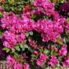 Rhododendron 'Magic Flute' (Hyde) (Azalea Group) -Garden Plants Shop RHOD TKA1318 A