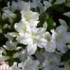 Rhododendron 'Mary Helen' (Azalea Group) -Garden Plants Shop RHOD TKA1328 A