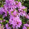 Rhododendron 'Tit-willow' (Azalea Group) -Garden Plants Shop RHOD TKA1366 A